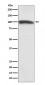 Anti-KMT6 / EZH2 Rabbit Monoclonal Antibody